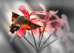 Krídla motýlie