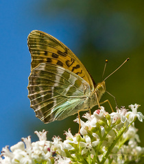 Perlovec malý (Issoria lathonia)