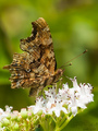 Babôčka zubatokrídla (Polygonia 