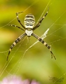 Križiak pásikavý (Argiope Bruenn