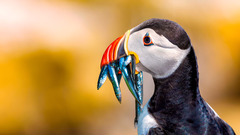 Atlantic puffin