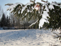 V parku