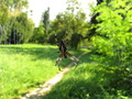 Križiak
