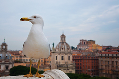 rímska čajočka na rímse