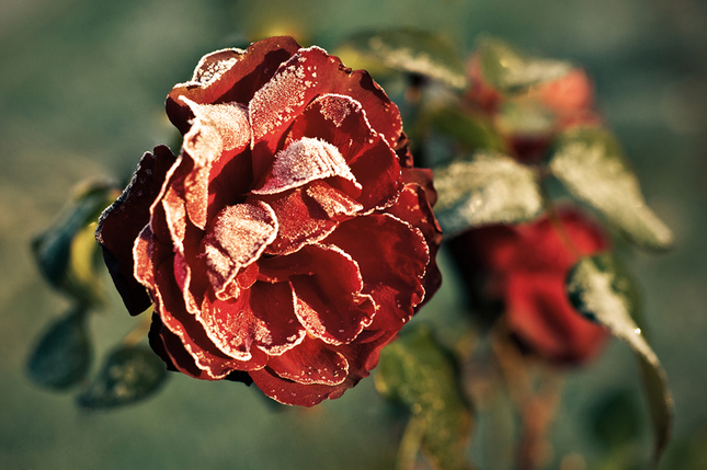 ruža v chladnom ráne III.
