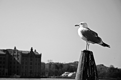 čajočka z nábrežia Ponte Lungo