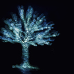 modry strom