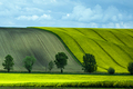 jarná