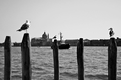 čajočky z Ponte Lungo