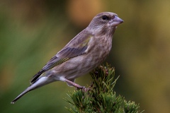 Zvonek zelený (Carduelis chloris