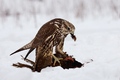 Raroh velký (Falco cherrug) 
