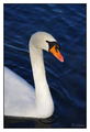 Cygnus
