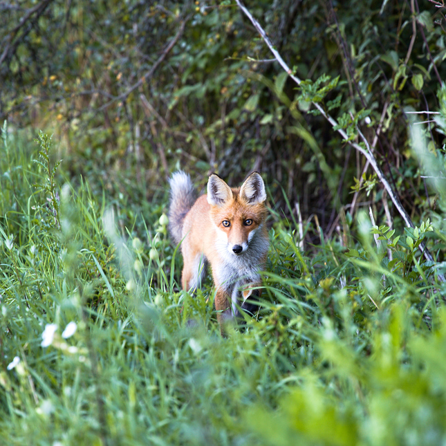 fox