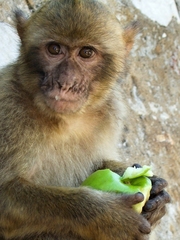 Nedám