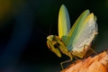 MODLIVKA  /  Mantis Religiosa...