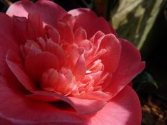 camellia