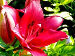 color nature