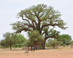 Baobab