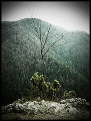 Opustený strom