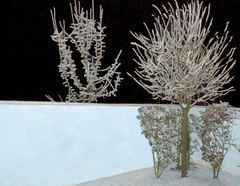 Zima námraza a moja záhrada