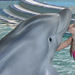 Delfín a Malá morská panna