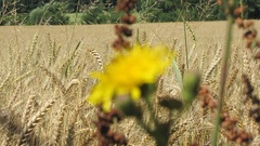 Pšenica