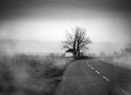 Behind the Mist