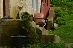 Na tom našom dvore 2