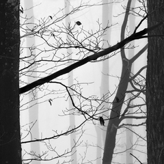 Stromy to sú z dreva básne...3