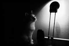 mačka a svetlo