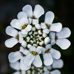floral geometry / inside out