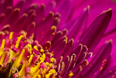 Macro