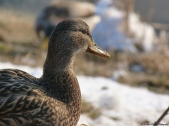 kde je môj káčer?