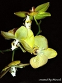 orchidea