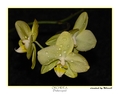 ORCHIDEA