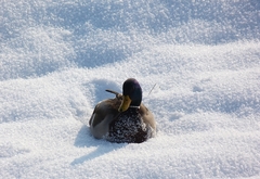 káčer v snehu