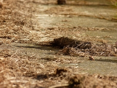 Chodník pri dome...