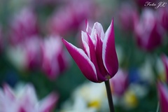 Tulipán