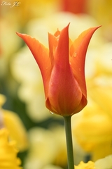 Tulipán