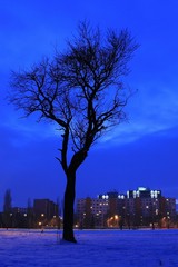 Mestský strom
