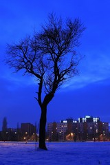 Mestský strom