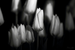 Pán tulipán