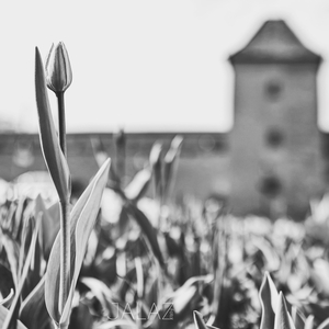 Pred Bernolákovou bránou.