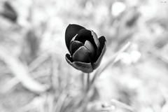 tulipan