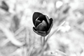 tulipan