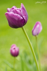 Tulipán