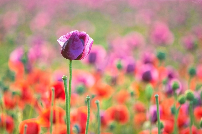 V makovom poli
