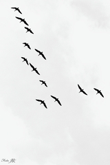 Minimal