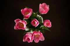 Tulipány