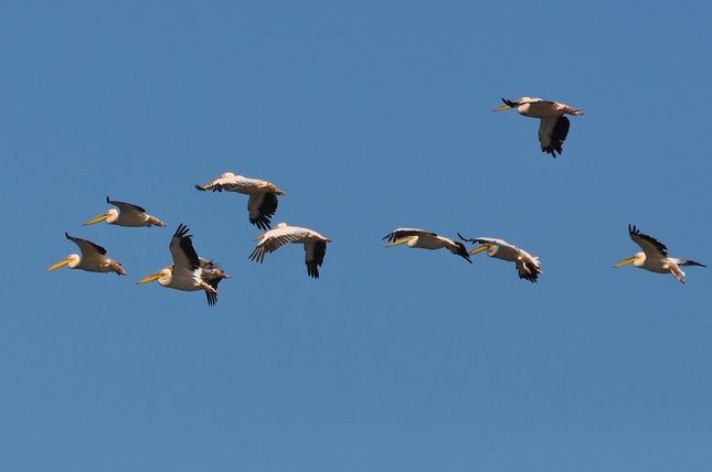letiace pelikány